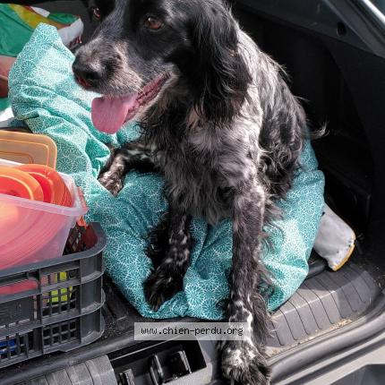 Photo de chien trouvé à Beaujeu