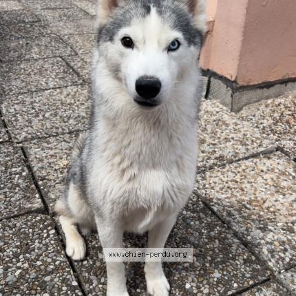 Photo 1/1 Chien retrouvé Perdu à Toulon