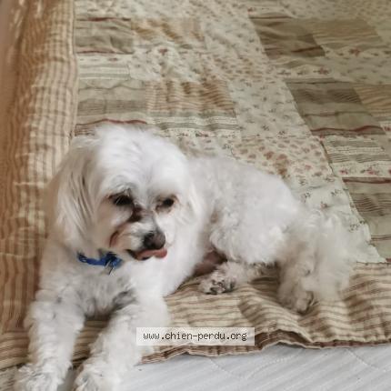 Photo de chien perdu à Saint Cyprien Plage