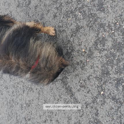 Photo 1/1 Chien retrouvé Trouvé à Dammarie sur loing