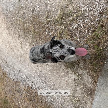 Photo 1/1 Chien retrouvé Trouvé à Mauressac