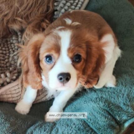 Photo 1/1 Chien retrouvé Perdu à Plourin les morlaix