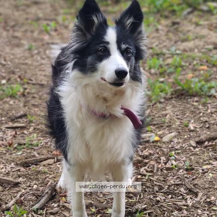 Photo 1/1 Chien retrouvé Perdu à Josse