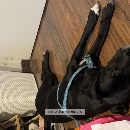 Photo de chien trouvé à Teille