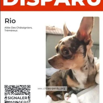 Photo de chien perdu à Pleurtuit