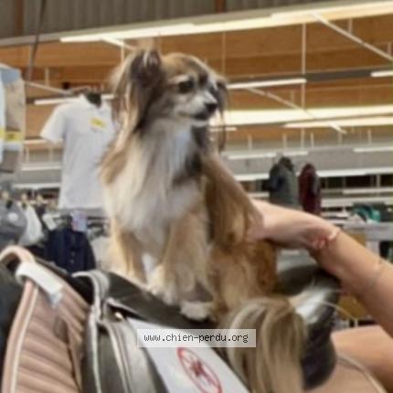 Photo 1/1 Chien retrouvé Perdu à Souchez