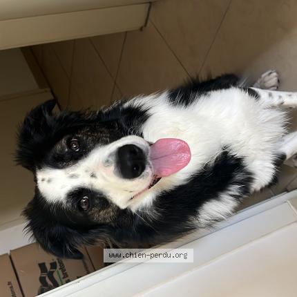 Photo de chien perdu à Marseille