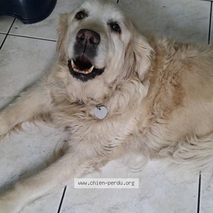 Photo 1/1 Chien retrouvé Perdu à Rospez