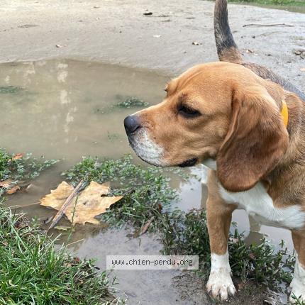 Photo 1/1 Chien retrouvé Perdu à Paris