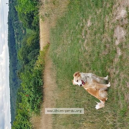 Photo 1/1 Chien retrouvé Perdu à Montreuil sur mer
