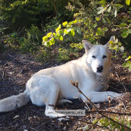 Photo de chien perdu à Doazit