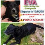 Photo de chien perdu à St Sorlin En Bugey