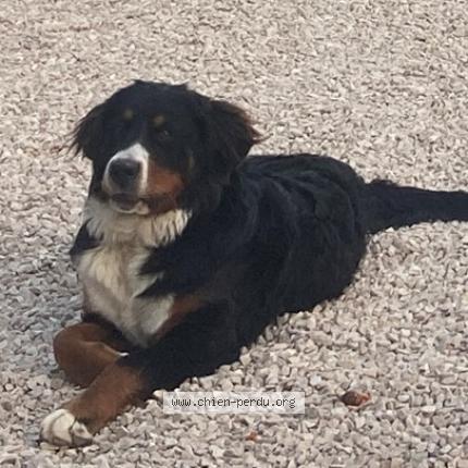 Photo 1/1 Chien retrouvé Perdu à Aix en provence