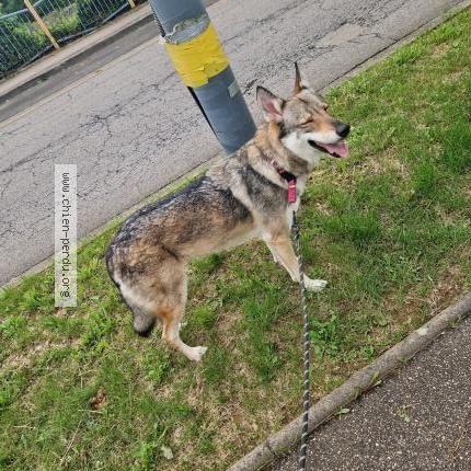 Photo 1/1 Chien retrouvé Perdu à Joeuf