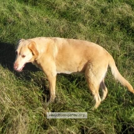Photo 1/1 Chien retrouvé Perdu à Clairac
