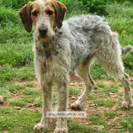 Photo 1/1 Chien retrouvé Perdu à Concoules