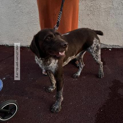 Photo 1/1 Chien retrouvé Trouvé à Canet en roussillon