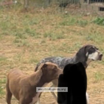 Photo 1/1 Chien retrouvé Perdu à Tarbes