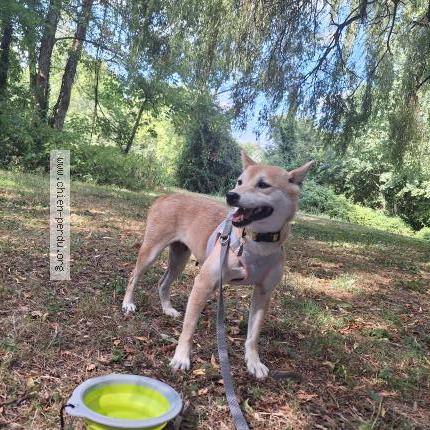 Photo 1/1 Chien retrouvé Perdu à Saint ay