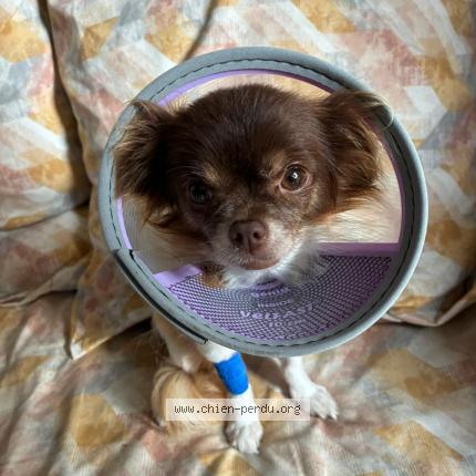 Photo 1/1 Chien retrouvé Perdu à Vigneux sur seine