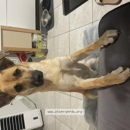 Photo 1/1 Chien retrouvé Perdu à Coly saint amand