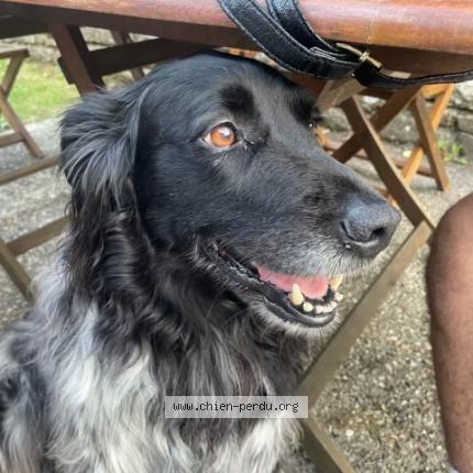 Photo de chien trouvé à Loctudy