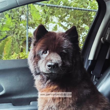 Photo de chien perdu à Managua
