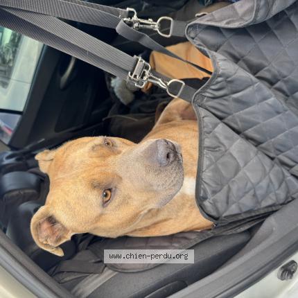 Photo 1/1 Chien retrouvé Trouvé à Sanguinet