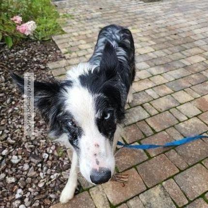 Photo 1/1 Chien retrouvé Trouvé à Basse sur le rupt