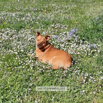 Photo 1/1 Chien retrouvé Perdu à Griselles