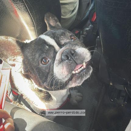 Photo de chien perdu à Cordoba