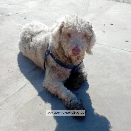 Photo de chien perdu à Temperley