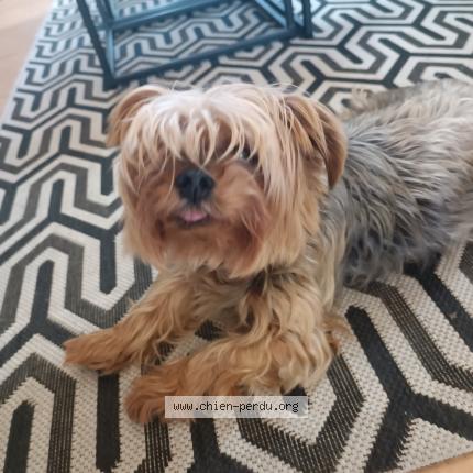 Photo 1/1 Chien retrouvé Perdu à Saint aignan grandlieu