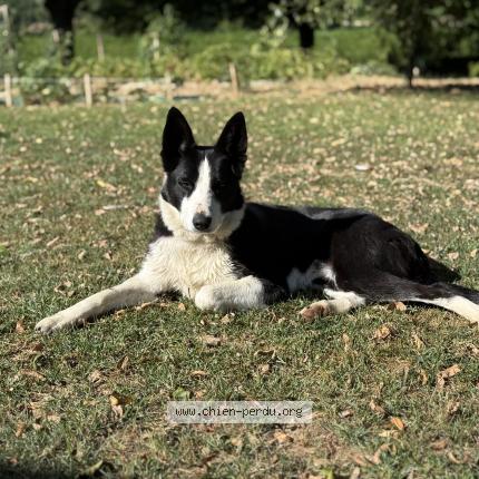 Photo de chien perdu à Polliat