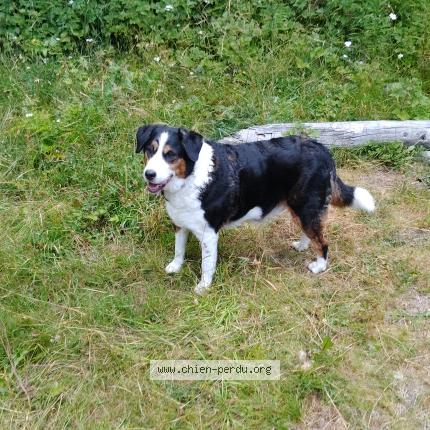 Photo de chien trouvé à Saint Michel De Chaillol