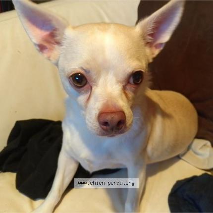 Photo de chien perdu à Balazuc