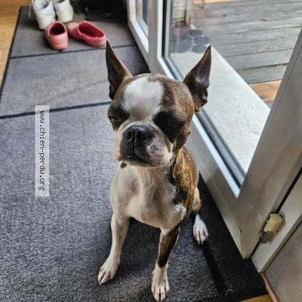 Photo de chien perdu à Dinan