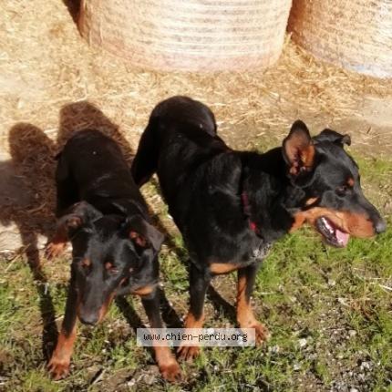 Photo de chien perdu à Duffort