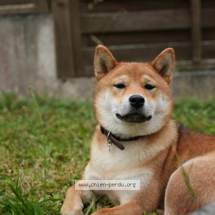 Photo de chien perdu à Les Mureaux