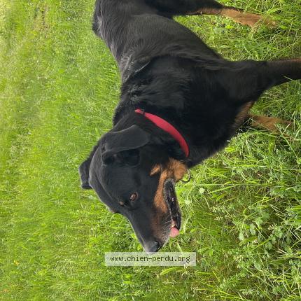 Photo de chien perdu à Saint Marcel Du Perigord