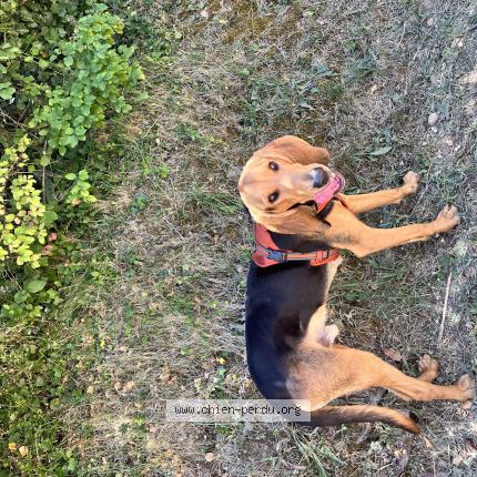 Photo de chien trouvé à 30150 St Genies De Comolas