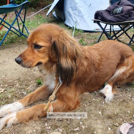 Photo 1/1 Chien retrouvé Perdu à Lugrin