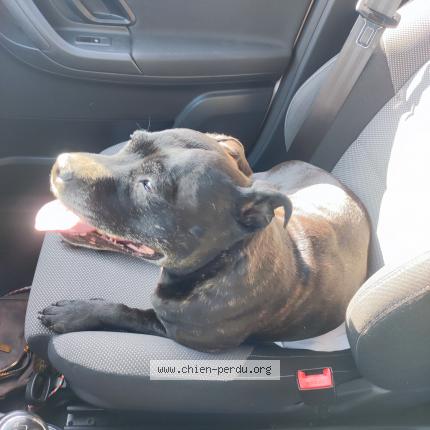 Photo de chien trouvé à Plenee Jugon