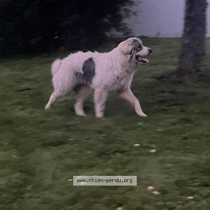 Photo 1/1 Chien retrouvé Trouvé à Petitmont