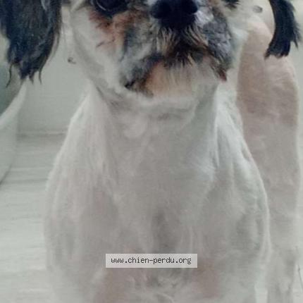 Photo 1/1 Chien retrouvé Perdu à Les mureaux