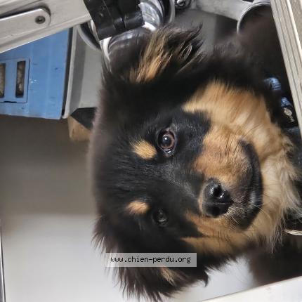 Photo 1/1 Chien retrouvé Perdu à Bilieu