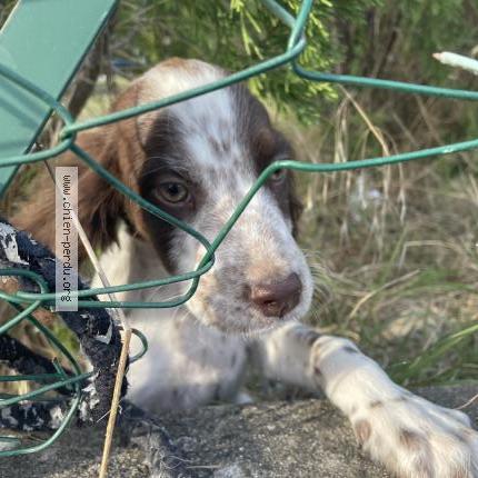 Photo 1/1 Love Chien perdu à Lafrancaise