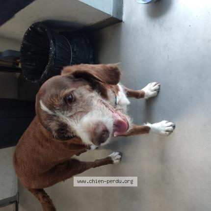 Photo 1/1 Chien retrouvé Trouvé à Anglet