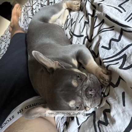 Photo 1/1 Chien retrouvé Perdu à Gaillard