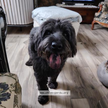 Photo 1/1 Chien retrouvé Perdu à Vigneux sur seine